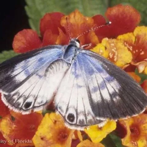 thumbnail for publication: Cassius Blue, Tropical Striped Blue Leptotes cassius (Cramer) (Instecta: Lepidoptera: Lycaenidae: Polyommatinae)